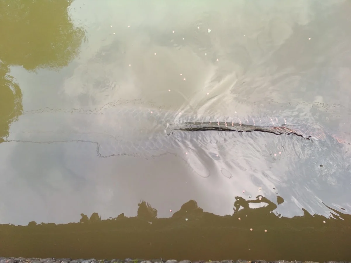 awen fishing - 3