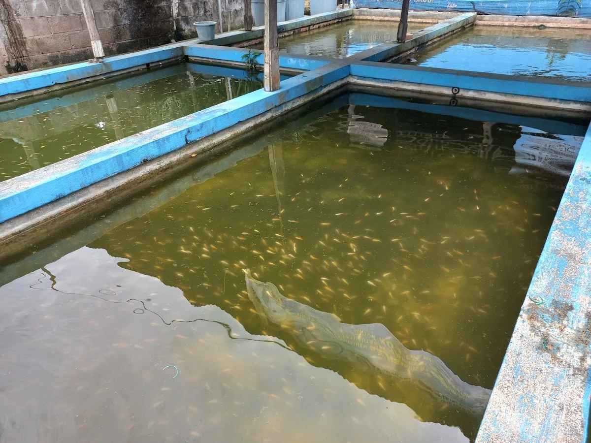 Bibit Ikan Air Tawar & Murah Family Pisces