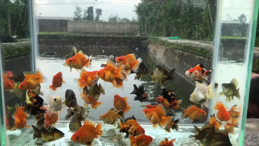Toko DD Aquarium dan Pancing - 3