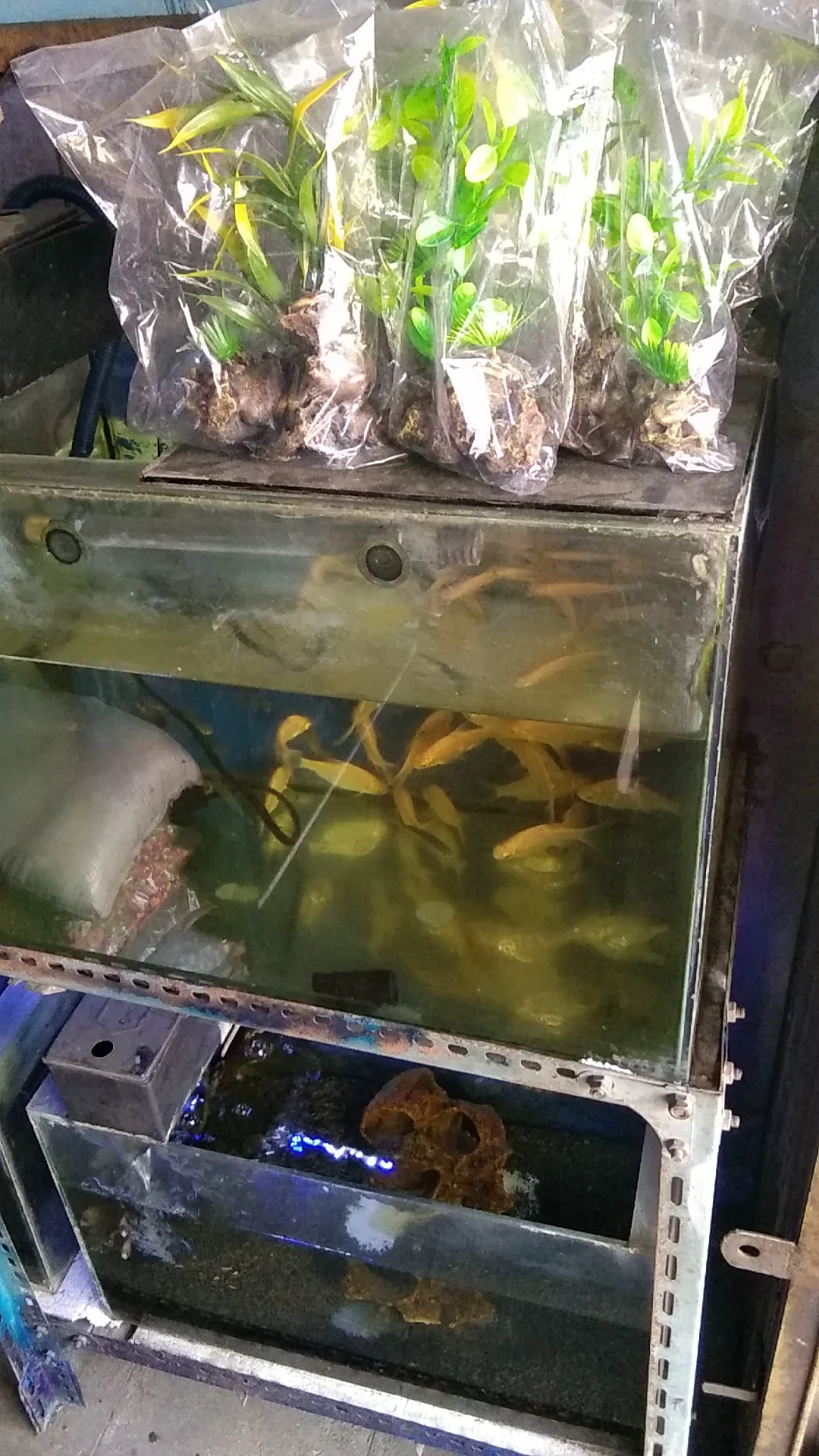 Toko DD Aquarium dan Pancing - 4