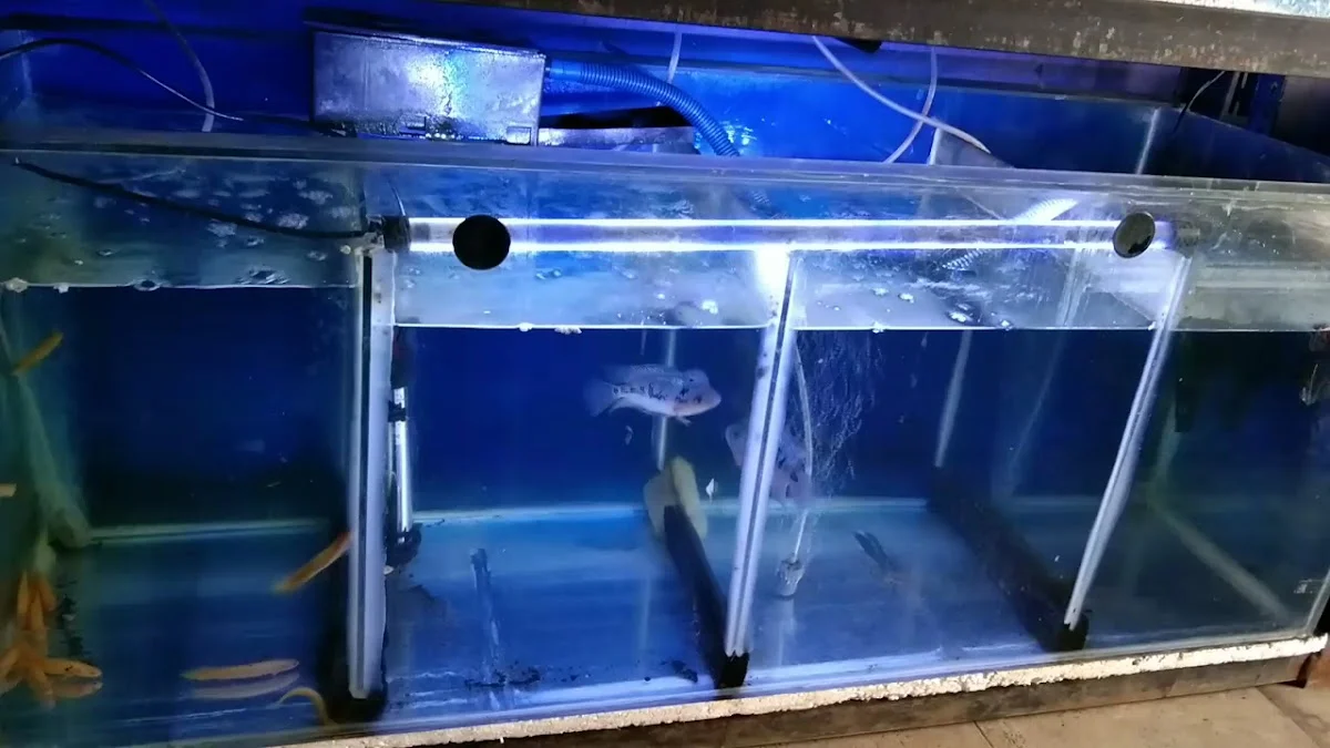 Toko DD Aquarium dan Pancing - 5