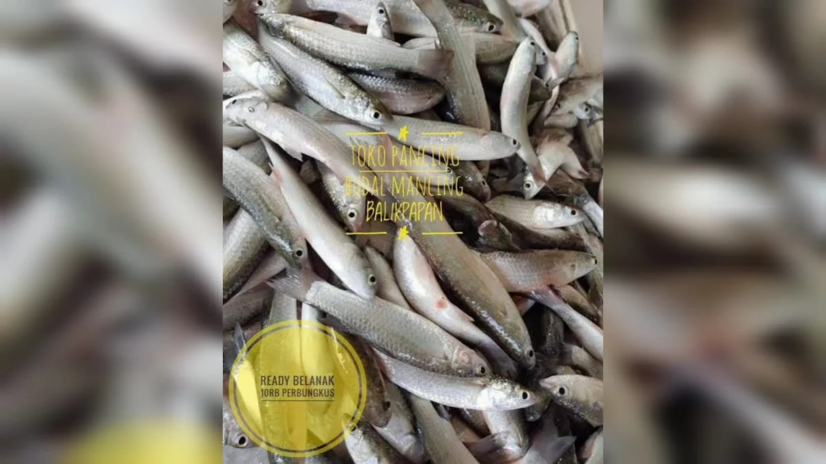 Toko Pancing BM Budal Mancing - 5