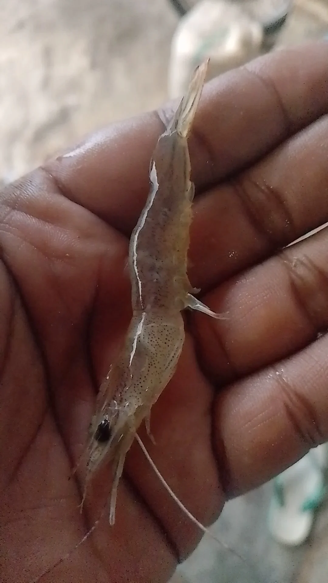 Toko Pancing Rumah Mama Mincu - 4