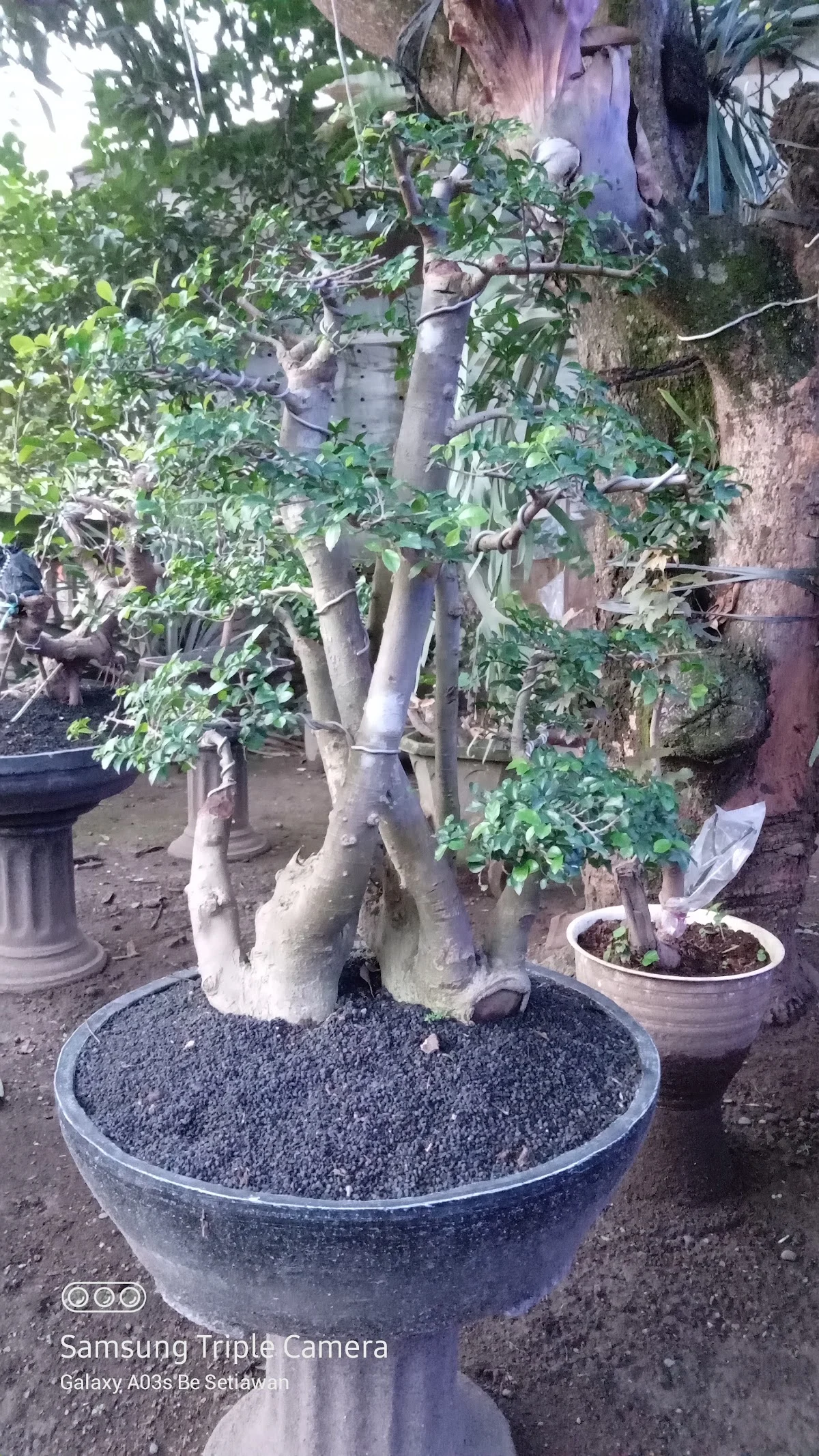Wawan Bonsai & Fishing Rod